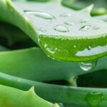 Manfaat Jus Lidah Buaya untuk Kesehatan Tubuh