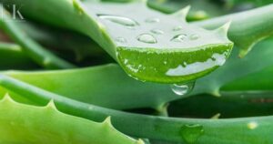 Manfaat Jus Lidah Buaya untuk Kesehatan Tubuh