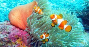 “Wakatobi”: Surga Terumbu Karang Sulawesi