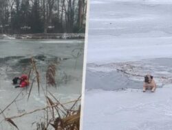 Cikon Aloisia Terbang 7.200 km ke Afrika, Tertangkap Piton