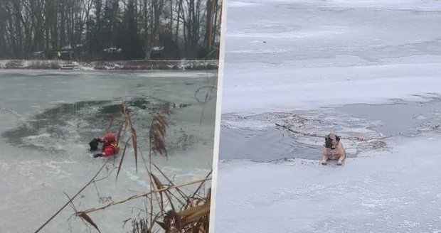 Cikon Aloisia Terbang 7.200 km ke Afrika, Tertangkap Piton