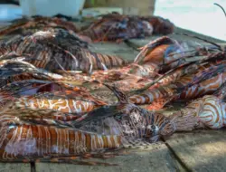 Ahli AS: makan hama pengganggu, rasanya enak