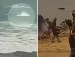 Aksi Hiu Serang Surfer di Manly Terekam