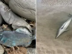 Alga beracun ubah wajah liburan musim panas di Australia Selatan