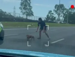 Anjing saus lari kembali ke keluarga setelah bikin macet di M1 Queensland