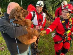 Anjing selamat setelah terjatuh dari tebing di taman