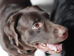 Anjing sendirian di rumah, sejarah tentang kejadian selanjutnya