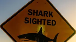 Australia tutup puluhan pantai usai serangan hiu