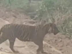 BBKSDA Riau lepasliarkan anak harimau Pelalawan