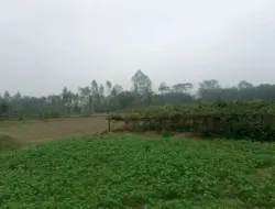 Dampak serius pada sayuran