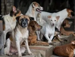 Hampir 100 anjing liar tercemar di Telangana, ketua desa diduga terlibat