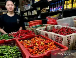 Harga Ikan Lele Merah Rp48.600, Telur Rp33.700 per Kg