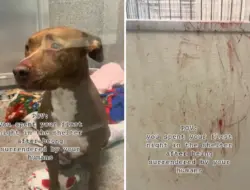 Hati hancur di malam pertama anjing di shelter, tubuhnya berlumuran darah
