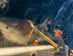 Ikan paus raksasa Atlantik muncul lagi di perairan Florida