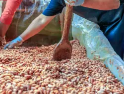 Ilmuwan temukan kegunaan mengejutkan biji cokelat yang bisa dampakkan seluruh planet