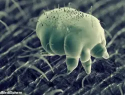 Kasus kudis tajam, pejabat gencar imbau waspada