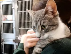 Kucing Adopsi Tidur di Rumah Baru, Tingkahnya Meluluhkan Hati