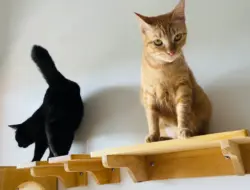 Kucing kecil ditekan kakaknya, pemiliknya waspada