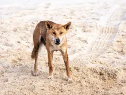 Mayat gadis 19 tahun ditemukan di K’gari