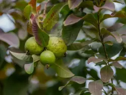 Petani bencana rugi, panen tak laku