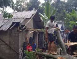 Pohon Tumbang Rusakkan Dua Rumah di Pasrepan