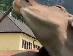 Sapi Austria Pakai Sapu untuk Menggaruk Diri