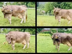 Sapi peliharaan belajar menyikat tubuhnya sendiri