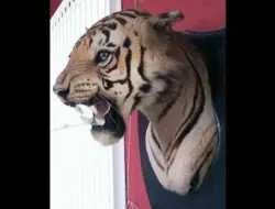 Seni liar Van Ingens dari Mysore