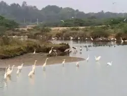 Sensus Burung Air Asia: 12.645 Burung di Taman Hijau Dhaka, Orissa