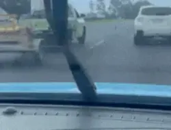 Sopir Queensland selamatkan anjing panas di jalan saat jam sibuk