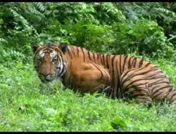 Tiga Harimau Bengal Mati Ditemukan di Kaziranga