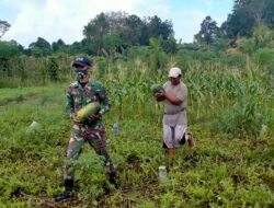 Satgas Pamtas Yonif 642/Kapuas Bantu Petani Temajuk Panen Buah Sayur