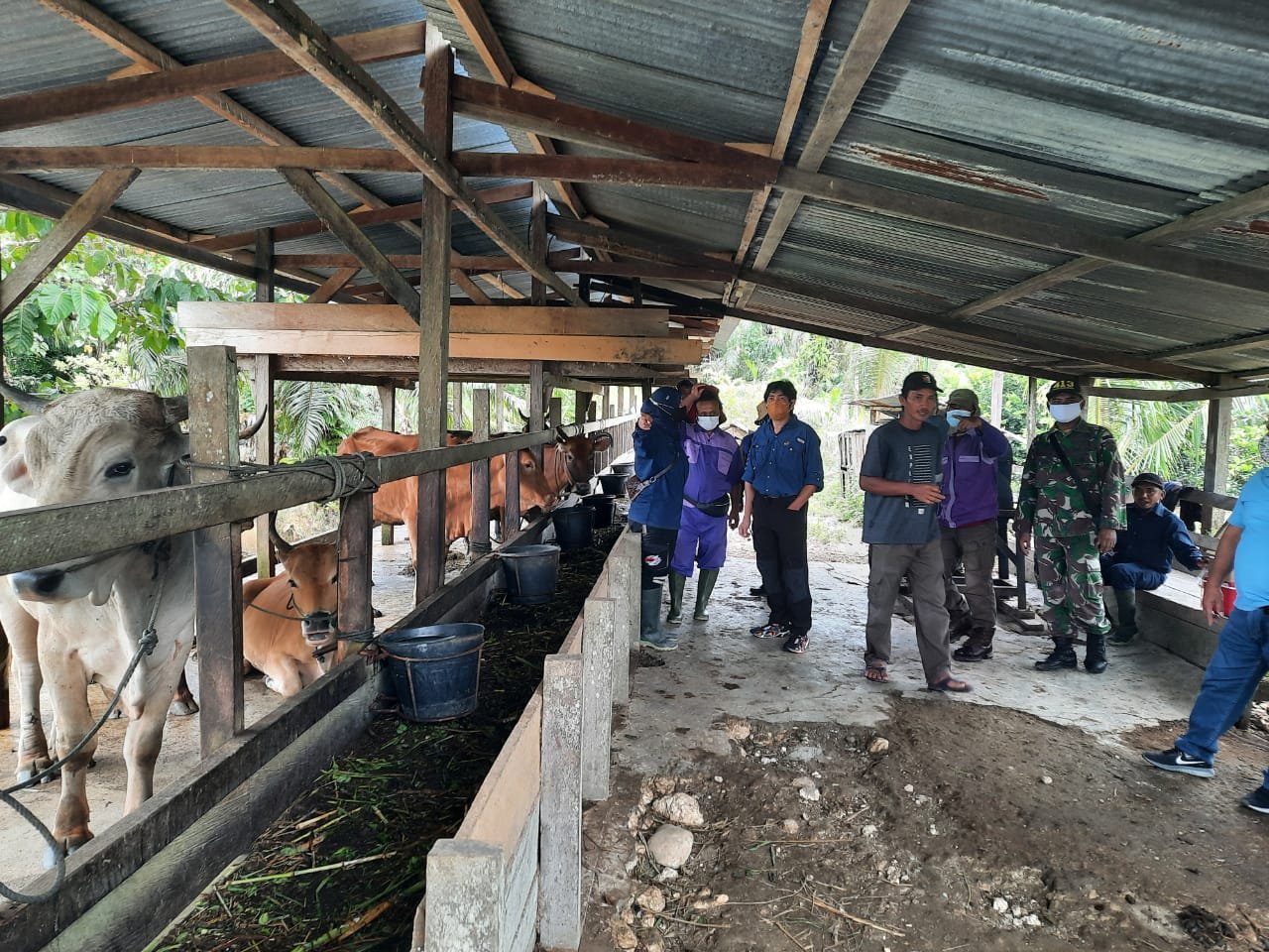 Satgas Yonif MR 413 Kostrad Cek Kesehatan Ternak Bersama Dinas Peternakan Kabupaten Keerom