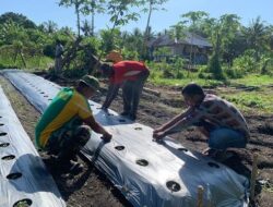 Satgas Yonarmed 1 Kostrad dan Warga Latu Tebar Bibit Cabai Dukung Ketahanan Pangan