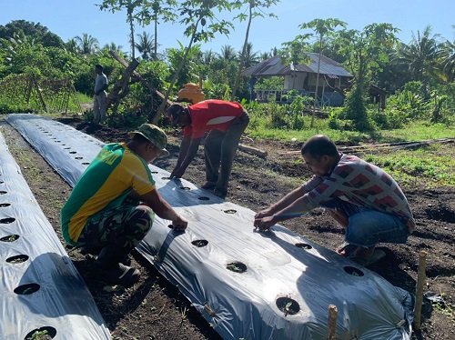 Satgas Yonarmed 1 Kostrad dan Warga Latu Tebar Bibit Cabai Dukung Ketahanan Pangan