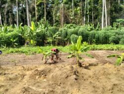 Satgas Yonif 413 Tanam Kacang Panjang Dukung Ketahanan Pangan