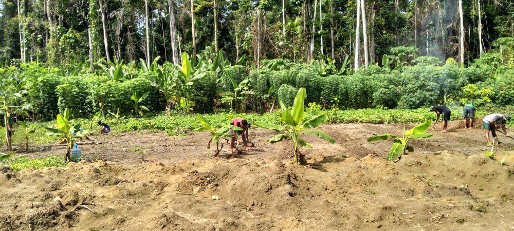 Satgas Yonif 413 Tanam Kacang Panjang Dukung Ketahanan Pangan