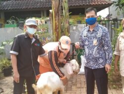 Lurah M Ghufri Fatchani Serahkan Kambing Qurban ke Panitia Pewarta Tambora