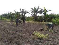 Satgas Yonif MR 413 Stabilkan Bahan Pokok dengan Tanam Pisang di Perbatasan RI-PNG
