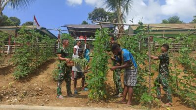 Satgas Yonif 312 Bersama Warga Kampung Ungalom Panen Kebun Olahan Prajurit
