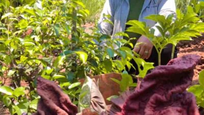 Empat Bunga Rafflesia Arnoldi Mekar di Tapos, Penampakannya Menakjubkan