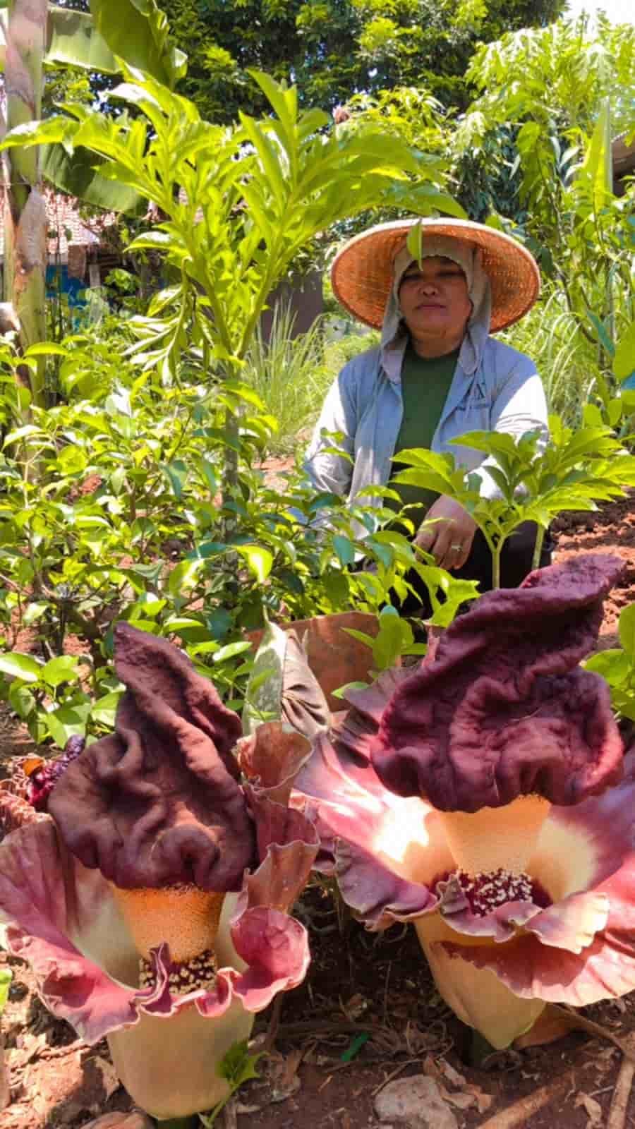 Empat Bunga Rafflesia Arnoldi Mekar di Tapos, Penampakannya Menakjubkan