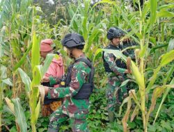 Yonif Raider 321 Bagikan Bibit dan Panen Jagung Bersama Warga