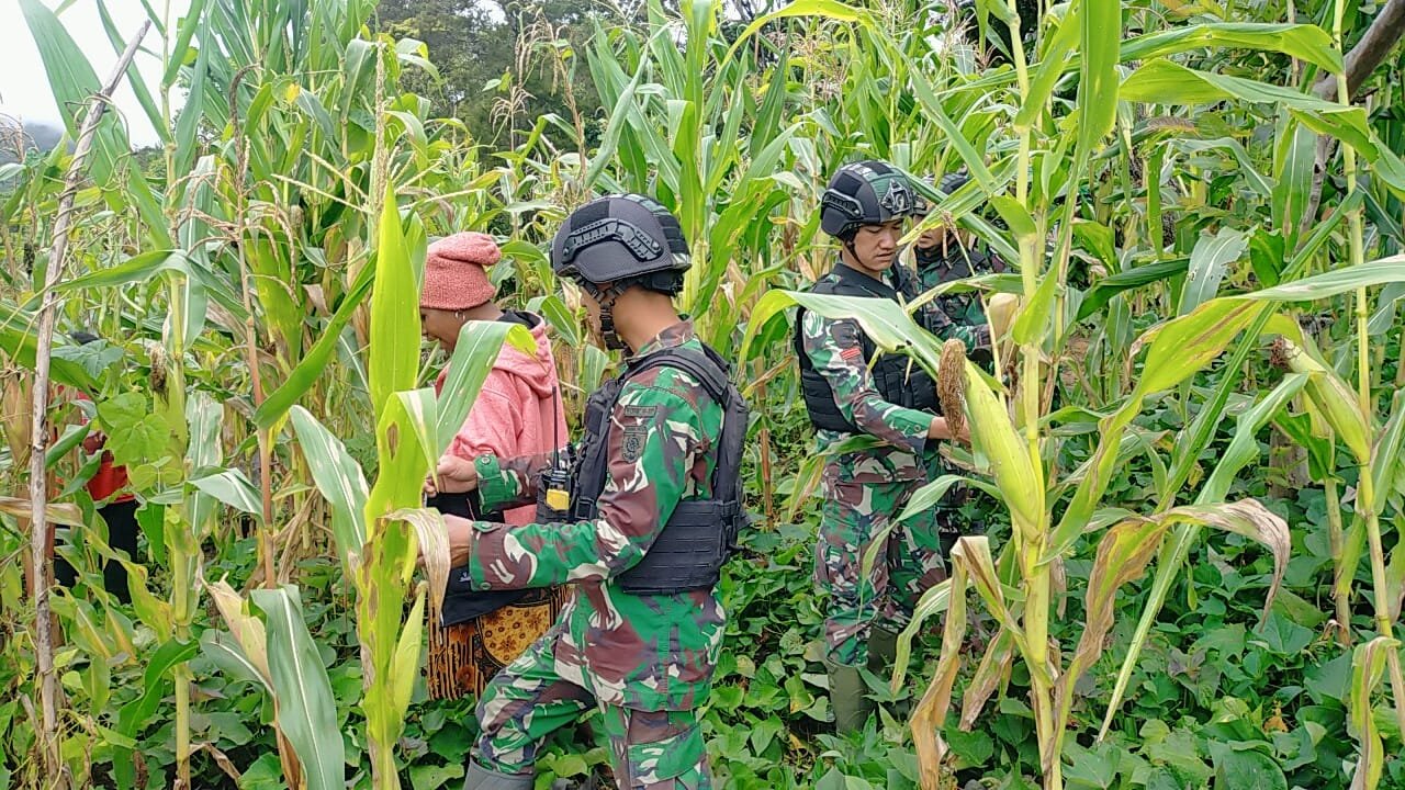 Yonif Raider 321 Bagikan Bibit dan Panen Jagung Bersama Warga