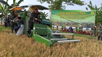 Dandim 0602 Serang Panen Raya Padi Demlot Bios 44 dengan Mesin Harvester Modern