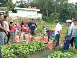 Ponpes Al Islam Panen Sawi Hijau Sehat