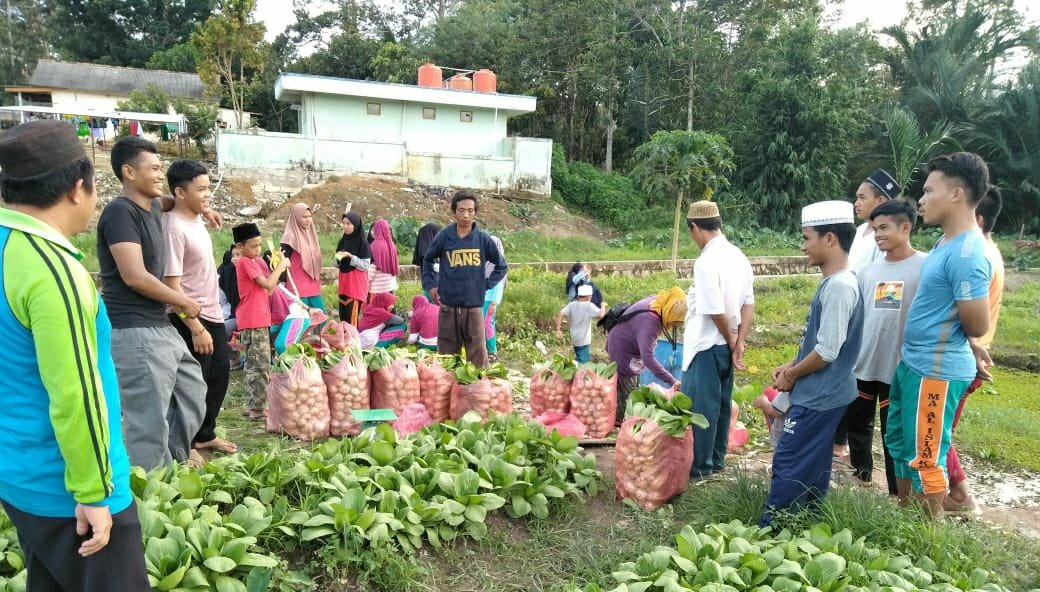 Ponpes Al Islam Panen Sawi Hijau Sehat