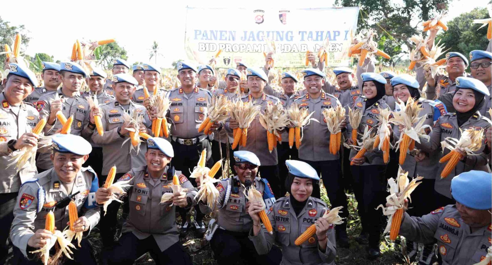 Wakapolda Banten Pimpin Panen Jagung, Dukung Ketahanan Pangan Prabowo