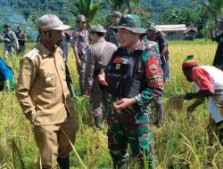 Satgas Pamtas Yonif 126/KC Dukung Ketahanan Pangan, Bantu Panen Padi