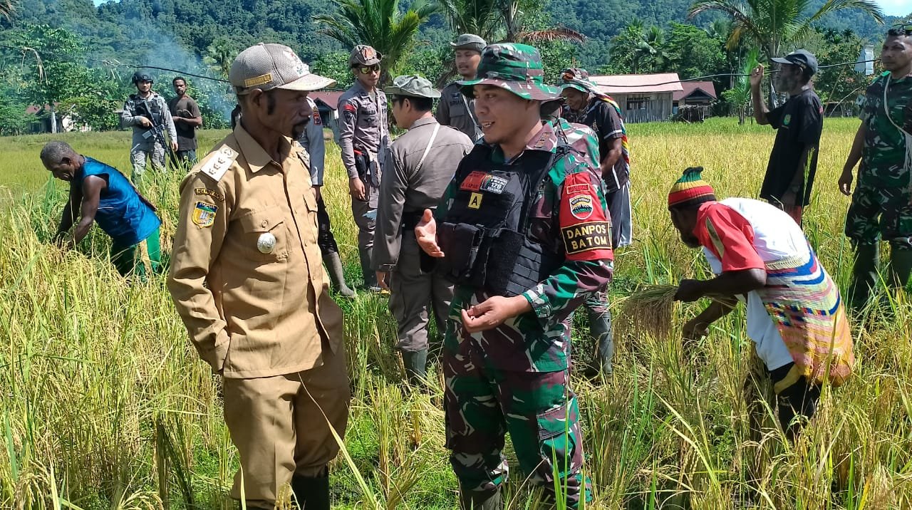 Satgas Pamtas Yonif 126/KC Dukung Ketahanan Pangan, Bantu Panen Padi